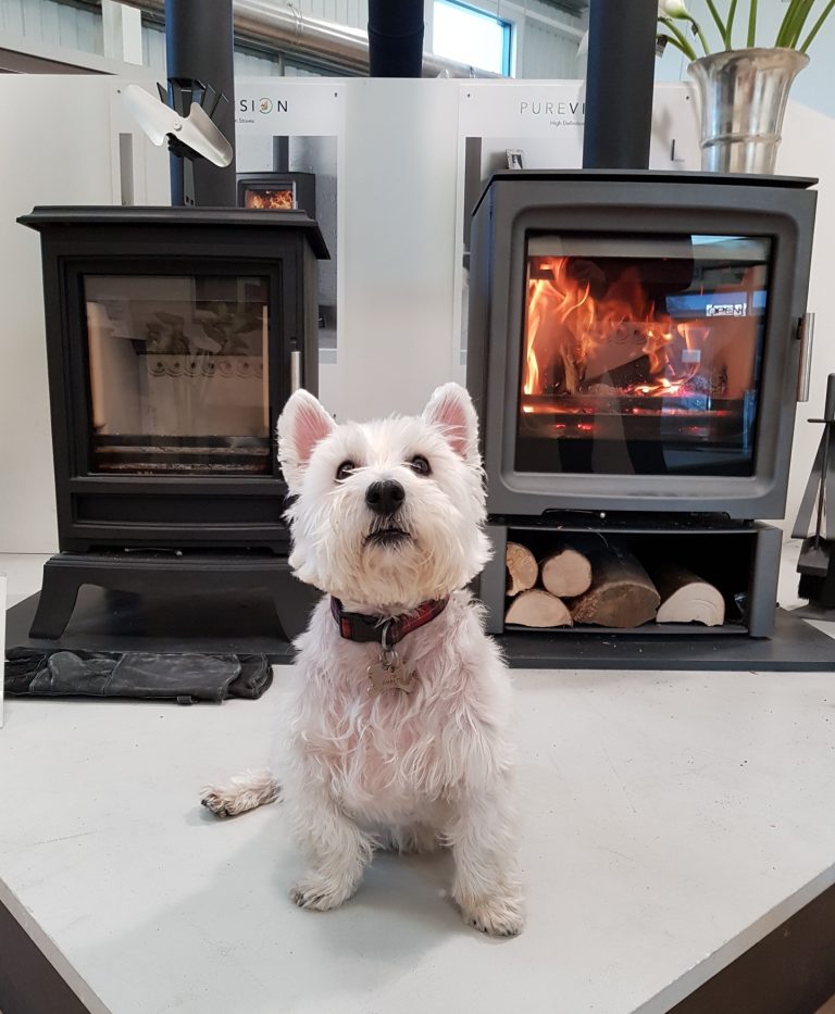 Mikey the showroom dog